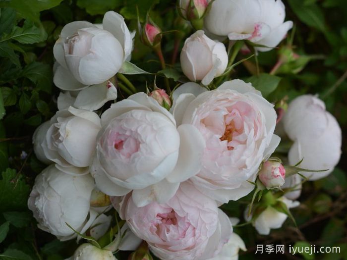 小抒情曲月季Arietta(图2)