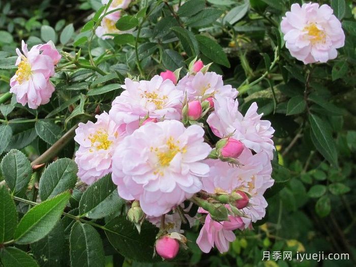 小漫步者月季/宝贝蔓枝/新秀蔓枝Little Rambler(图3)