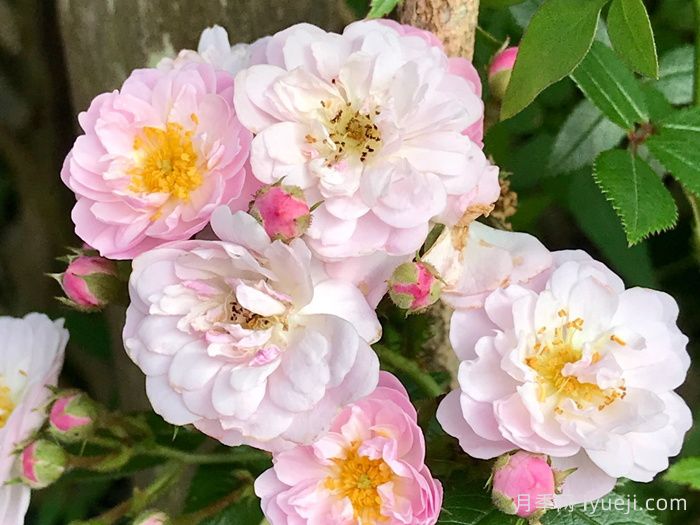 小漫步者月季/宝贝蔓枝/新秀蔓枝Little Rambler(图1)