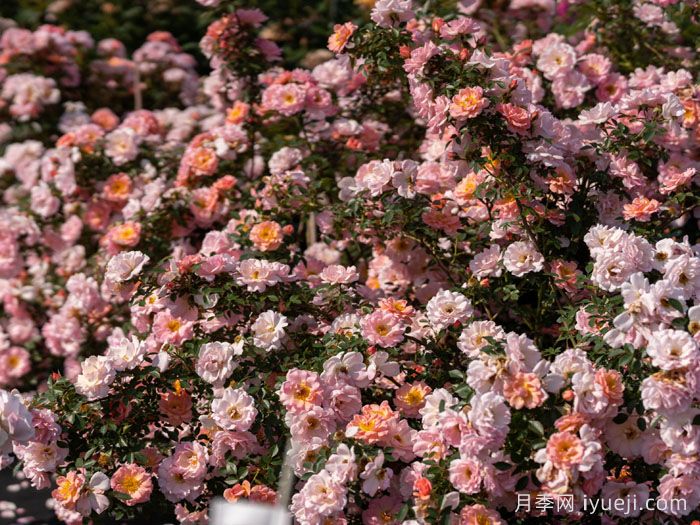 小蝴蝶月季(图4)