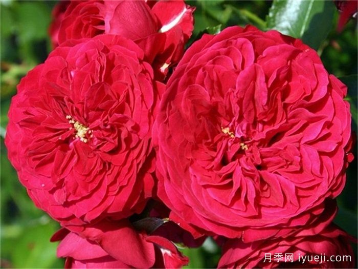 小红帽月季/柔塔卡博晨/马拉内罗Chaperon Rouge(图1)