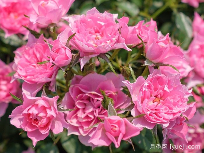 小婵娟月季(图2)