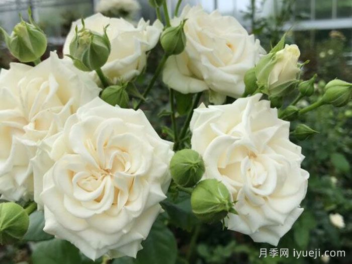 象牙流动月季Ivory Flow(图1)