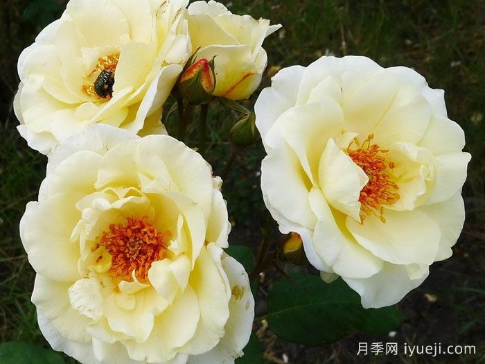 象牙时尚月季Ivory Fashion(图1)