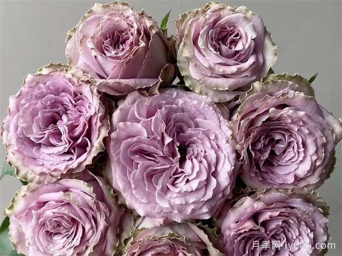 香织公主月季/考瑞公主月季Princess Kaori(图3)