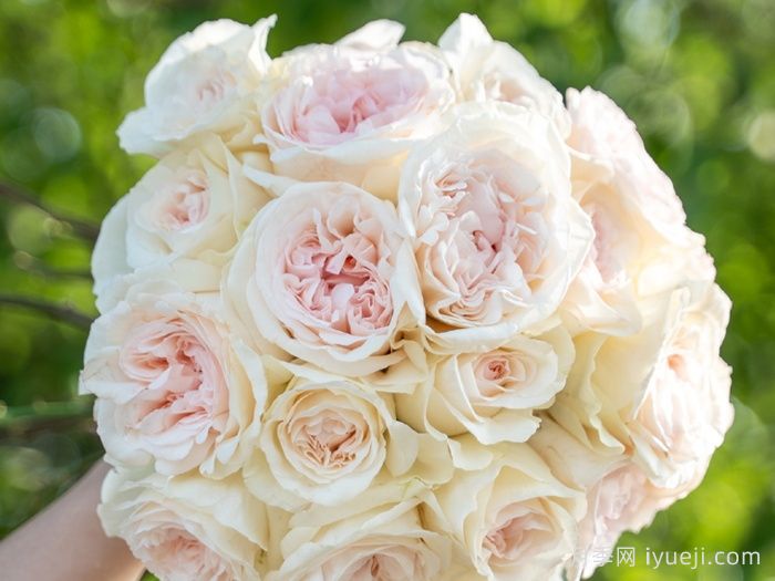 香腮雪月季(图2)