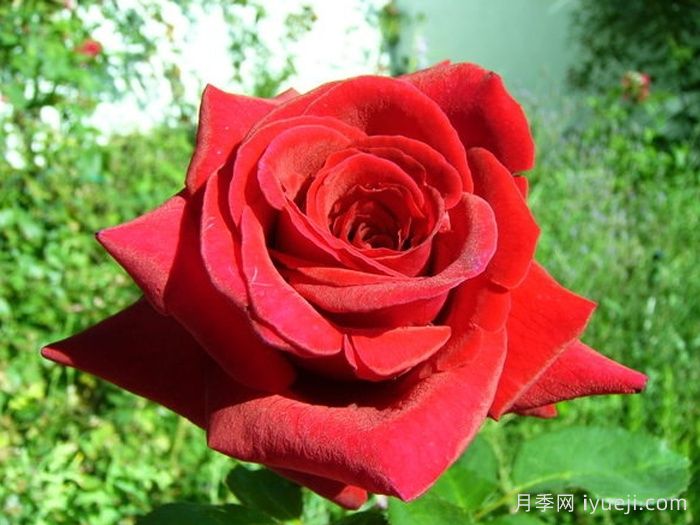 香魔84月季/皇家威廉/芳香魔法Fragrant Charm(图1)