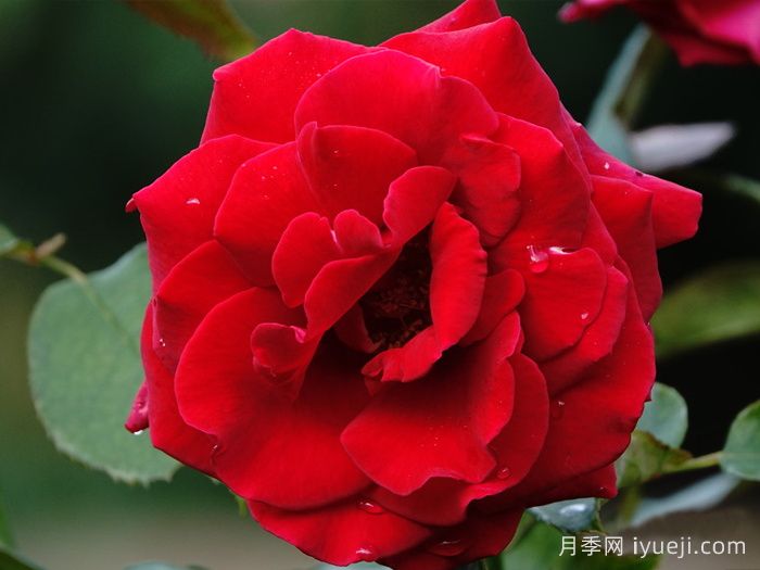 香魔84月季/皇家威廉/芳香魔法Fragrant Charm(图4)