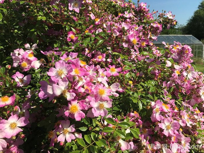 香氛地毯月季/奥索易香水地毯Scented Carpet(图2)