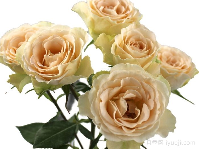 香槟之花月季Champagne Blossoms(图1)