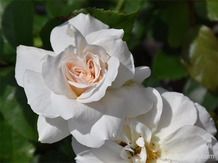 香槟愿望月季/许愿/香槟祝愿Champagne Wishes(图2)