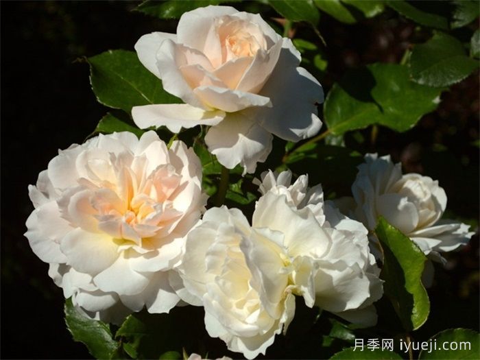 香槟愿望月季/许愿/香槟祝愿Champagne Wishes(图3)