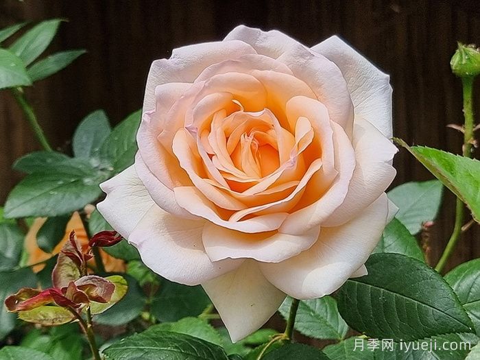 古安拉露丝月季/香槟美酒月季Gruaud Larose(图2)