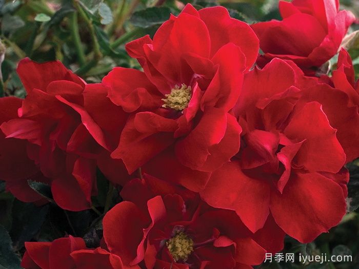 血腥玛丽月季/红磨坊街景/砖房Bloody Mary(图2)