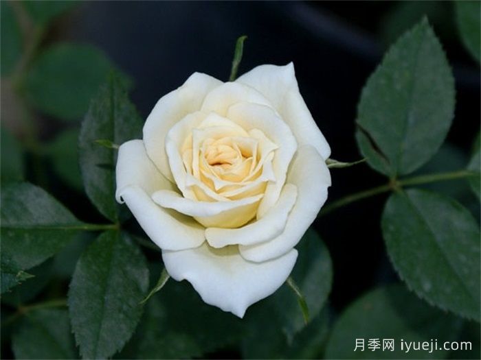 雪新娘月季Snow Bride(图1)