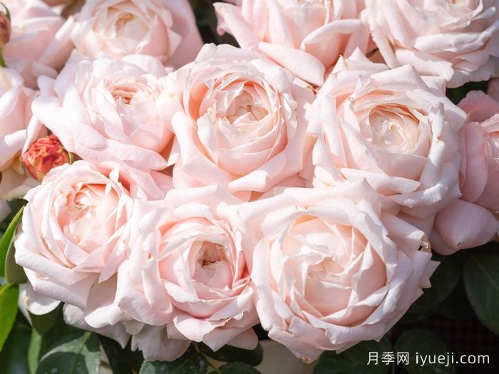 雪媚娘月季(图1)