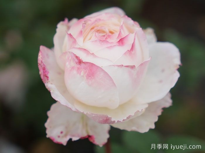 雪媚娘月季(图2)