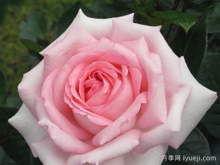 雪莉月季/艾芙鲁杰丽Shirley(图1)