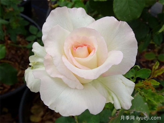 雪莉花束月季Shirleys Bouquet(图2)