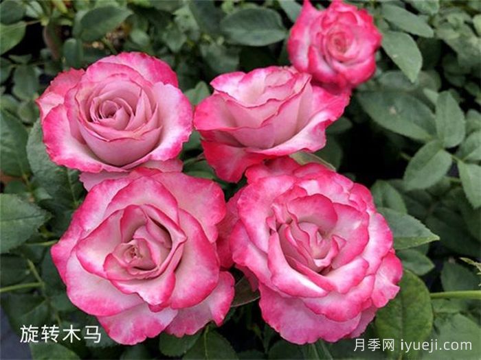 旋转木马月季/旋转木马柯德娜月季Carousel Kordana(图1)