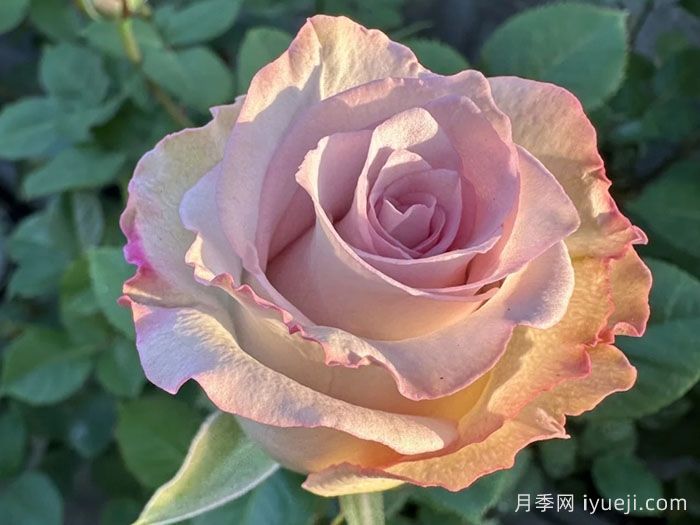 旋风月季Pronto(图1)