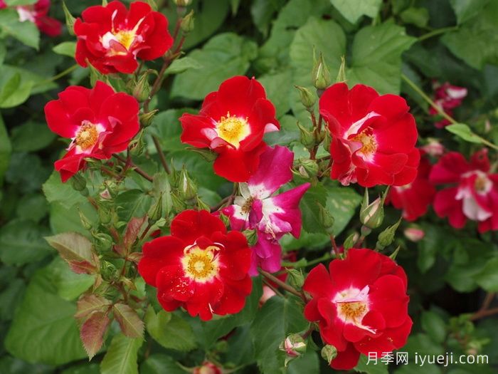 秀美音乐月季/红叶月季Scented Garden(图2)