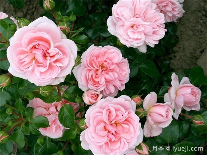 修女的童话月季/姐妹童话/家居庭院Sisters Fairy Tale(图1)