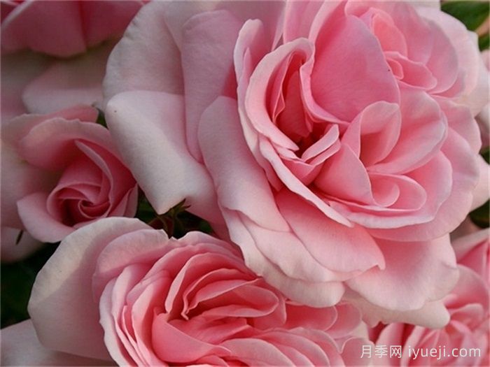 修女的童话月季/姐妹童话/家居庭院Sisters Fairy Tale(图2)