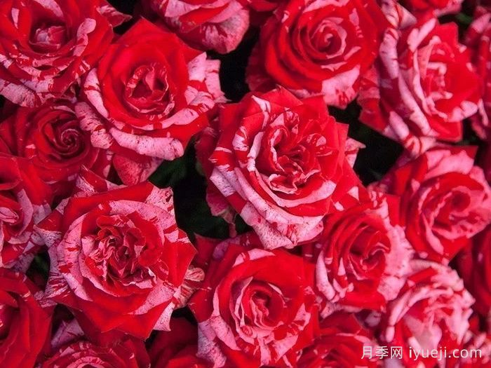 幸运女神月季Frou Frou(图1)