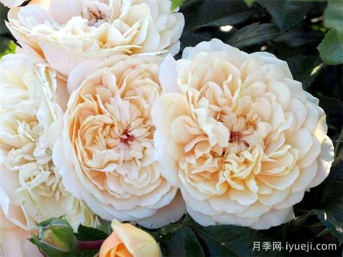 杏子雪崩月季/雪杏子Avalanche Abricot(图2)