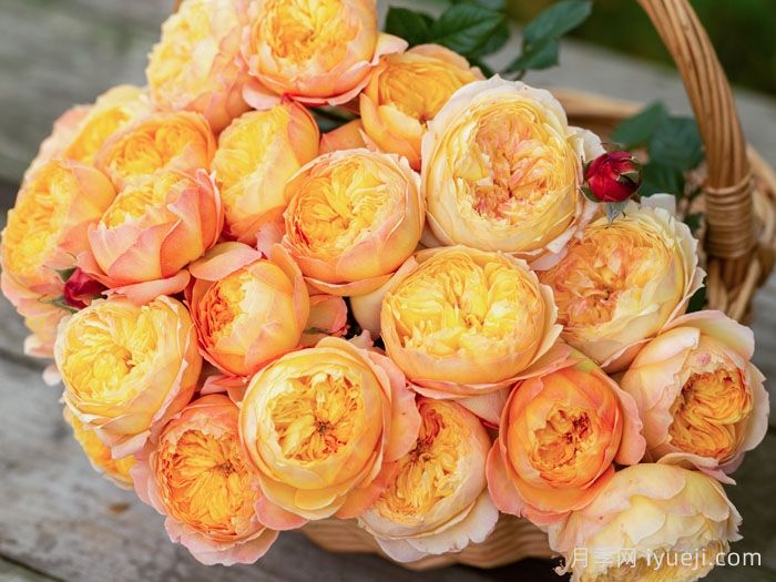 杏子肥月季(图2)