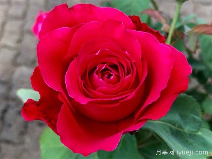 猩红欢腾月季/猩红妖精月季(图1)