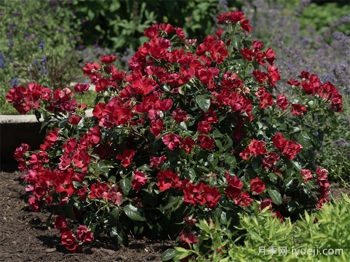 猩红漂流月季Scarlet Drift(图3)
