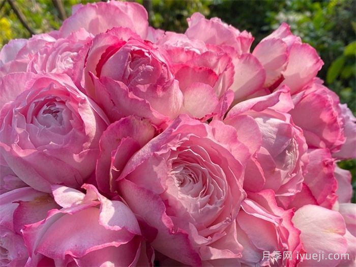 杏苑雪晴月季(图4)