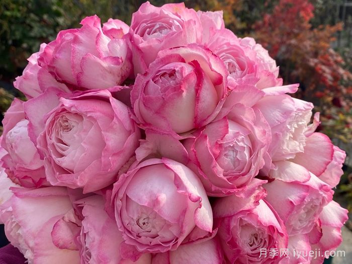 杏苑雪晴月季(图2)