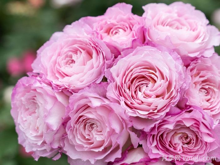 杏苑雪晴月季(图3)