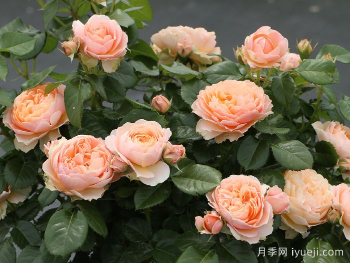 杏色露台月季Abricot Terrazza(图2)