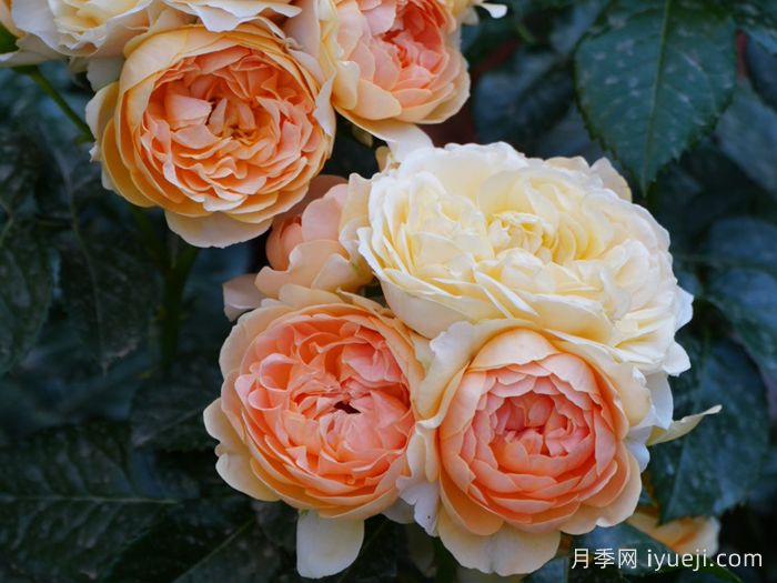 杏色露台月季Abricot Terrazza(图3)