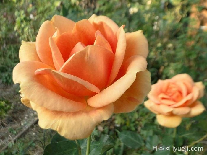 杏色激情月季/杏子激情Apricot Passion(图1)
