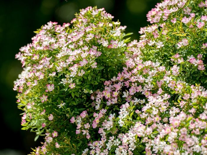 杏花雨月季(超微)(图1)