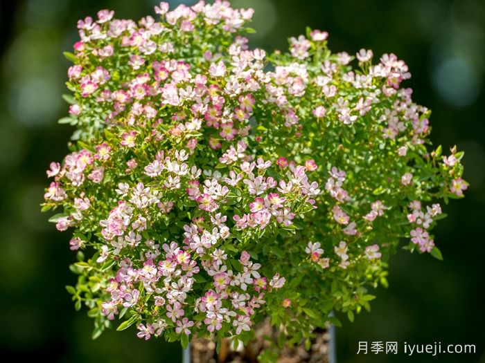 杏花雨月季(超微)(图2)