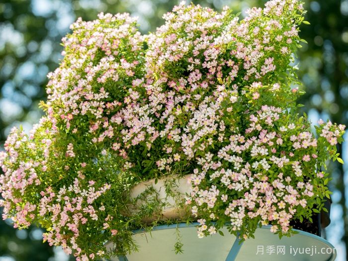 杏花雨月季(超微)(图3)
