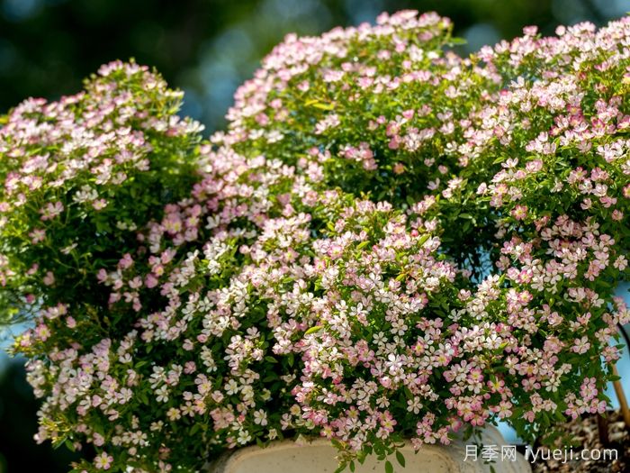 杏花雨月季(超微)(图4)