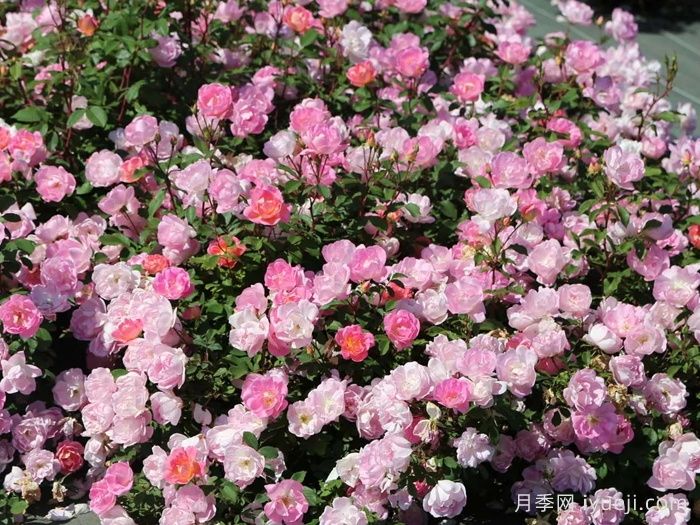 瑶光玫迪兰月季Pink Chantilly(图3)