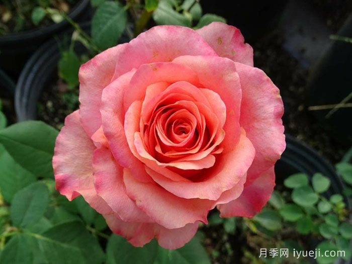 摇滚乐月季/硬式摇滚Hard Rock(图1)