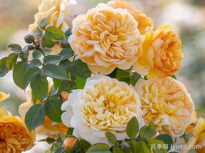 阳光使者月季/给我阳光Bring Me Sunshine(图3)