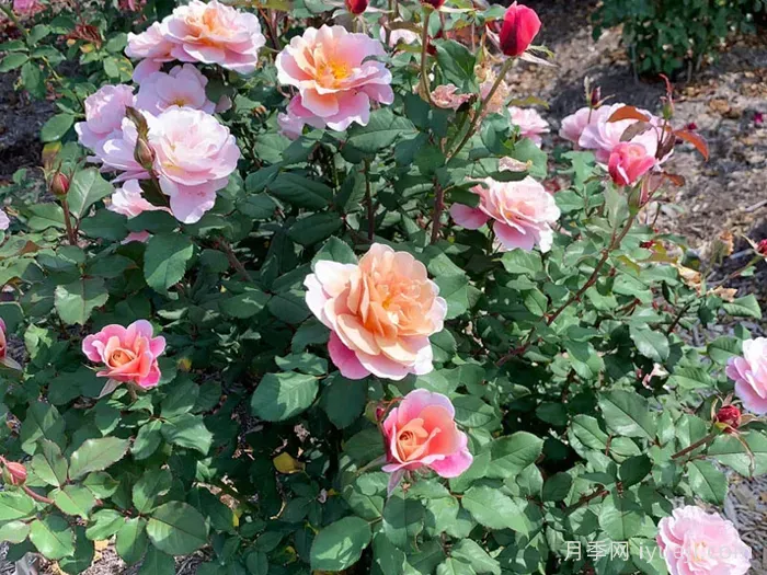 遥远的鼓声月季/妖鼓/遥鼓Distant Drums(图5)