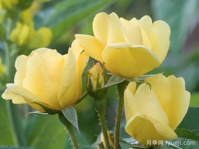 阳光绝代佳人月季/晴朗绝代佳人Sunny Knock Out(图3)