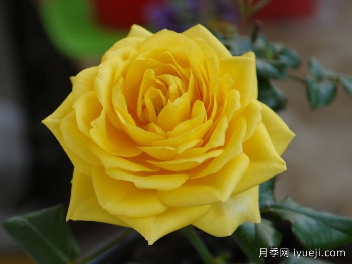 阳光海滩月季/黄金海岸月季/永远的阳光海岸Sunny Beach Forever(图1)