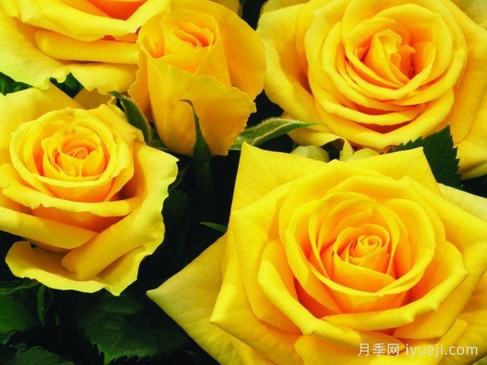 阳光海滩月季/黄金海岸月季/永远的阳光海岸Sunny Beach Forever(图2)